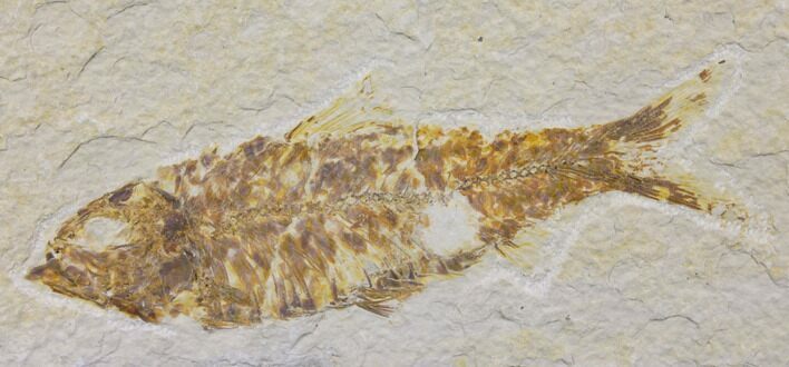 Fossil Fish (Knightia) - Wyoming #150632